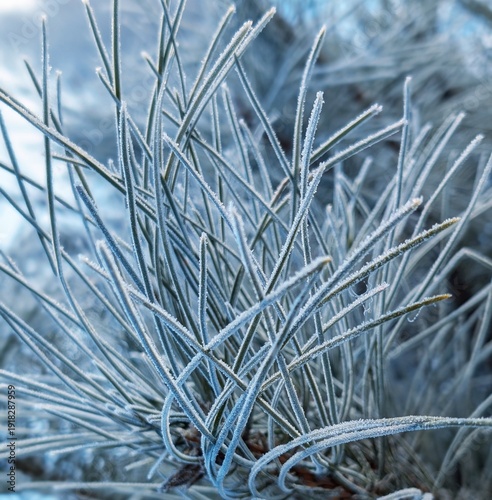 frost on grass