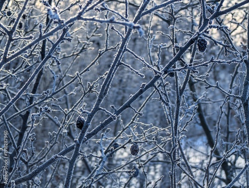 Natural background of tree branches in the snow in the cold.