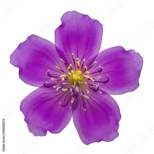 A vibrant purple wildflower blooming in a field of green grass