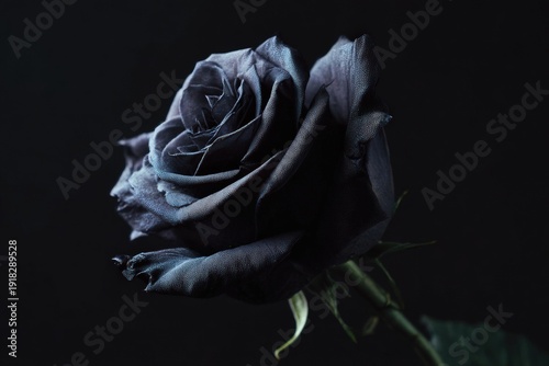 Close-Up Of a Dark Black Rose With Dewy Petals Against a Black Background