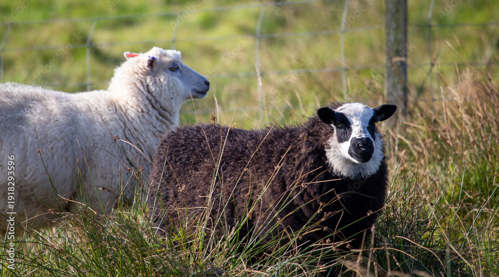 Obraz premium Shetland sheep a breed known for its fine wool and hardiness.