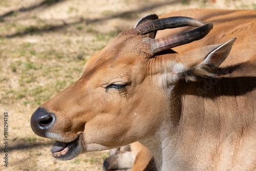 Foto Head shot of a banteng (bos javanicus) in captivity