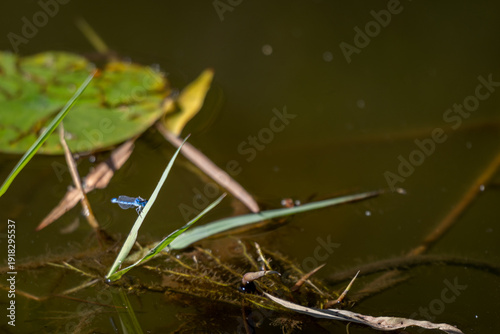 Obraz na plátně A vibrant familiar bluet damselfly perched on a blade of grass in a tranquil pon