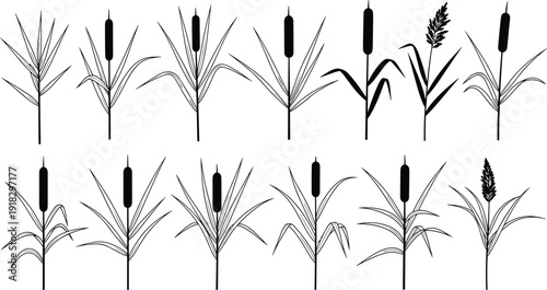 Cattail wetland plant illustration set, reed vegetation artwork, marsh ecology vector, botanical design graphic, aquatic habitat concept, nature motif