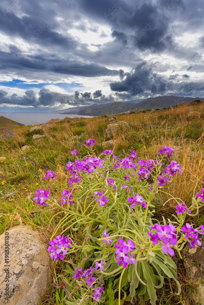 Fototapeta premium Coastal view with wild flowers and ocean, Ponta de Sao Laurenco, Madeira, background or wallpaper