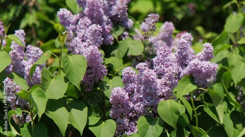 Pink Lilac Clusters In Soft Bokeh, Lush Spring Bloom With Delicate Petals And Green Leaves, Warm Sunlit Tones Creating Vintage Romantic Mood, Ideal For Wedding Stationery, Perfume