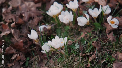 White Crocus Patch On Lawn, Sunlight Highlighting CupShaped Petals, Dried Leaves And Grass Surrounding Bursts Of Bloom, EarlySpring Resilience And Fresh Growth, Outdoor Garden