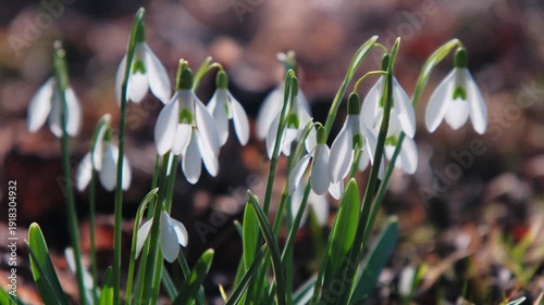 White Snowdrop Cluster In Woodland, Soft Morning Light On Drooping Petals, MossCovered Log Background, Fragile Bulbs Pushing Through Leaf Litter, Intimate CloseUp Conveying Calm