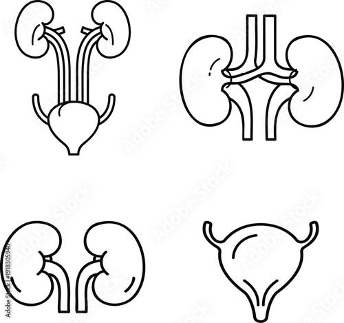 Complete Urinary System Line Icon Set with Kidneys, Bladder and Renal Anatomy