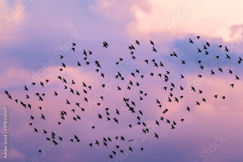 Photos Flock of Starlings in flight at sunset over marshes, Common starling, Sturnus vu