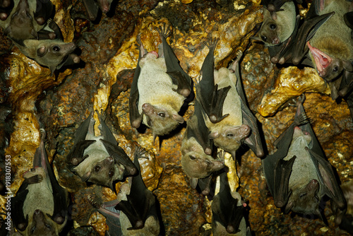 Tableau sur toile Colony of Lesser dawn bats (Eonycteris spelaea) roosting on cave wall, tropical