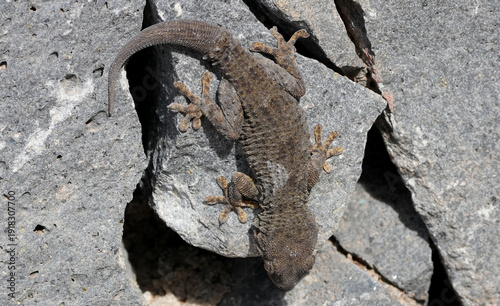 Obraz na płótnie tenerife wall gecko (tarentola delalandii) resting on a rough volcanic rock