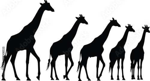 Detailed black silhouettes of a giraffe family walking in a row, featuring five different sizes from large adult to small young calf.