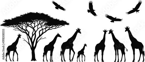 Detailed black silhouettes of a giraffe herd under an acacia tree with soaring vultures, isolated on a white background for savanna vector design.
