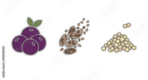 Plums, prunes, and dried plums