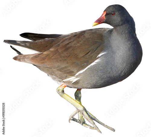 Cuadro en lienzo common moorhen (gallinula chloropus) walking with green legs and red beak