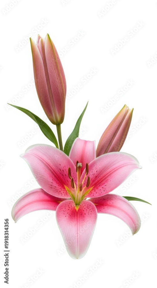 Fototapeta premium pink lily on white background