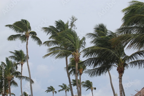 Wallpaper Mural Aruba Palm Trees on a Tropical Vacation Torontodigital.ca