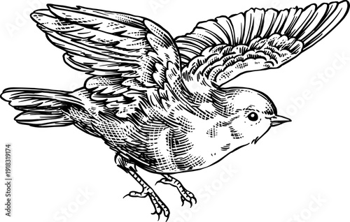 Illustration of a bird in flight. Drawn using engraving technique.