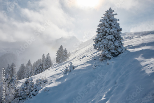 Lone snow covered tree on alpine ridge, Stoos Switzerland