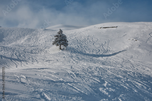 Solitary tree in wide snowy alpine landscape, Stoos