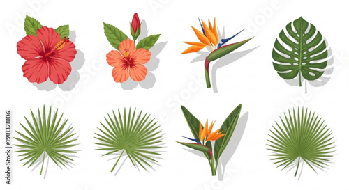 Tropical floral elements with leaves and exotic flowers on white background for design