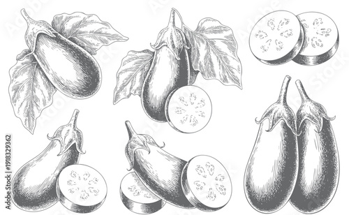 Eggplant botanical engraving collection with whole and sliced elements.