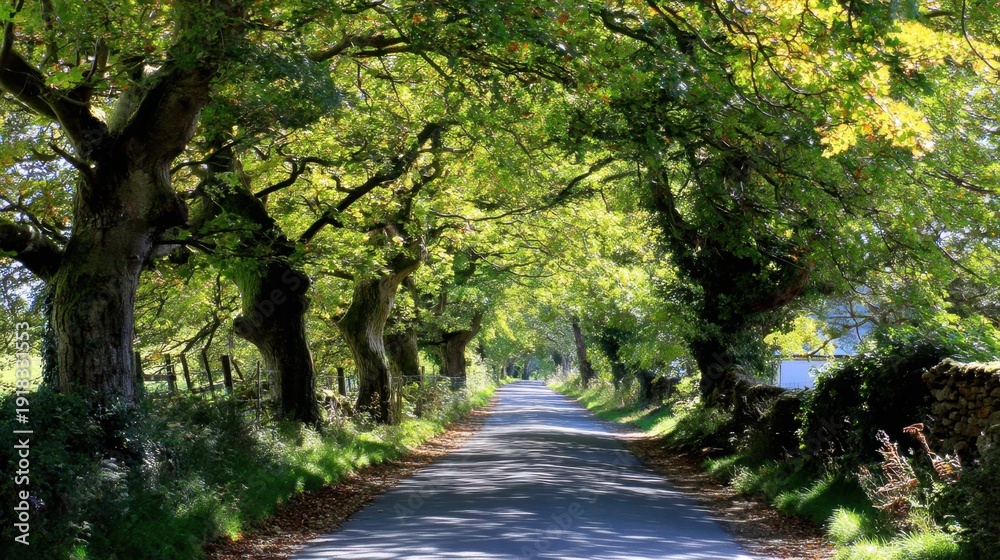 Fototapeta premium Serene country road lined with lush green trees and dappled sunlight creating an inviting pathway through nature's beauty in a tranquil setting