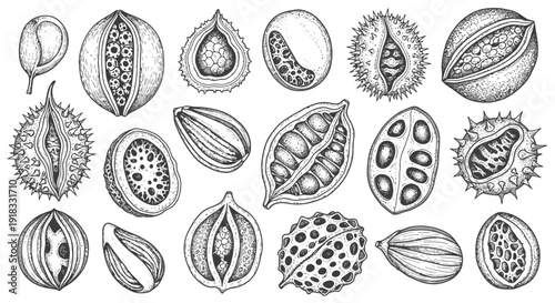 Detailed illustrations of various seed pods and fruits in black and white