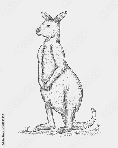 Hand Drawn Kangaroo Vintage Engraving Style Wildlife Illustration