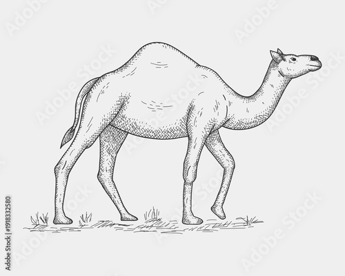 Hand Drawn Camel Vintage Engraving Style Wildlife Illustration