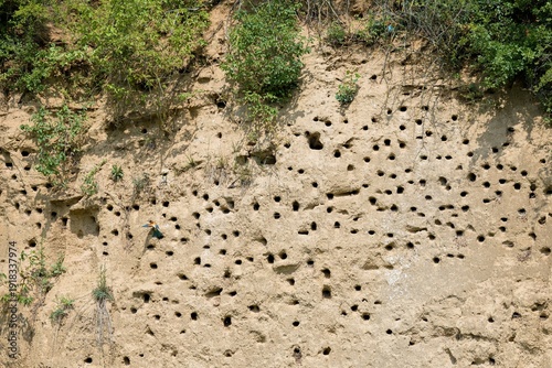  European bee-eater (Merops apiaster) nests in a sand wall. Czechia. 