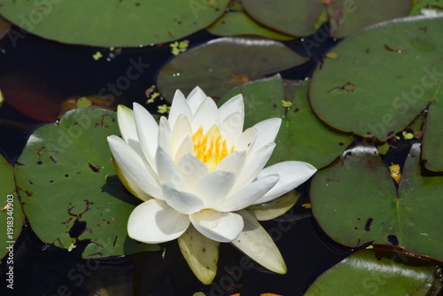 Water Lily
