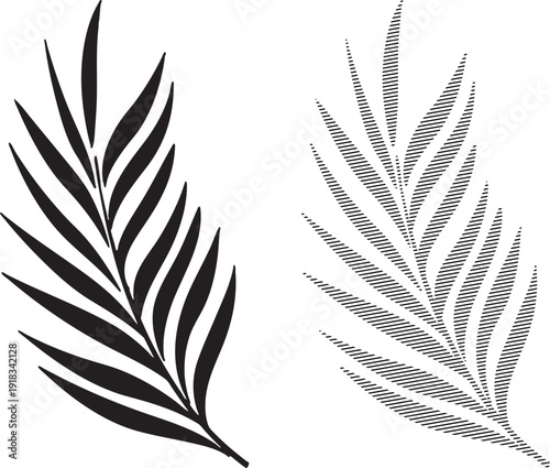 Black and white palm frond with detailed linear shading on white background leaf