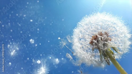 Wallpaper Mural Close-up of a dandelion head against a vibrant blue sky with floating seeds Torontodigital.ca