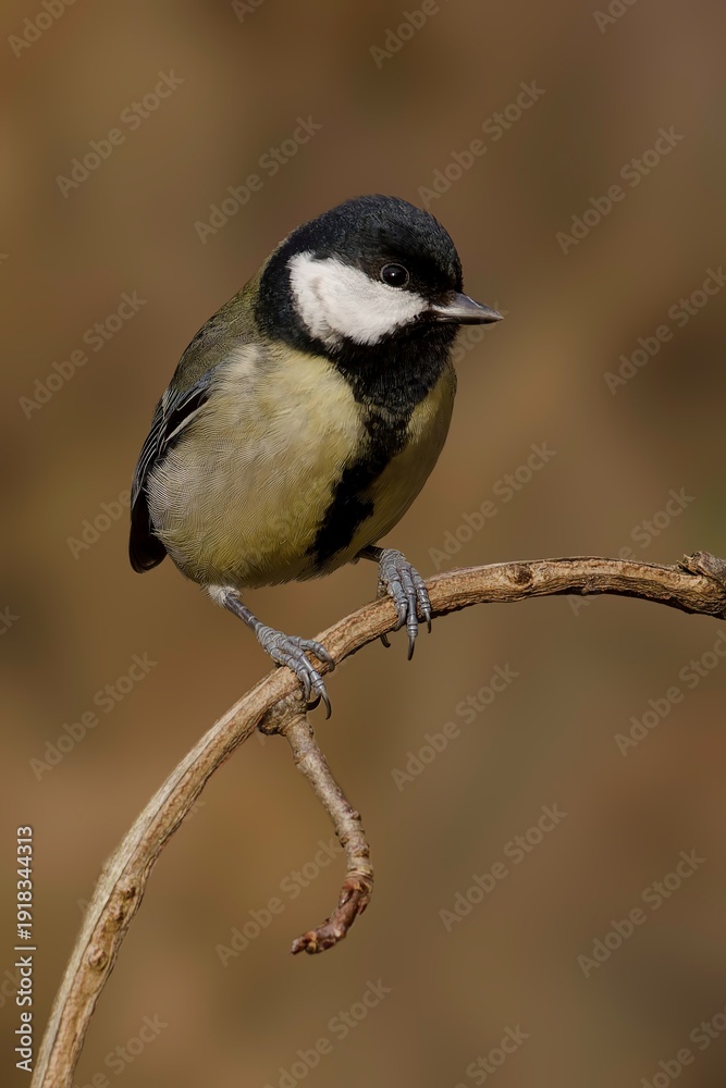Obraz premium Great Tit perched on curved branch in woodland England