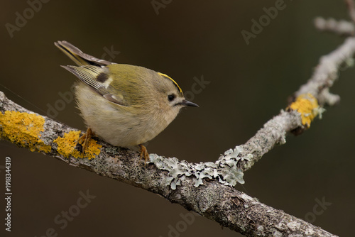 Goldcrest perched on lichen covered branch in woodland England