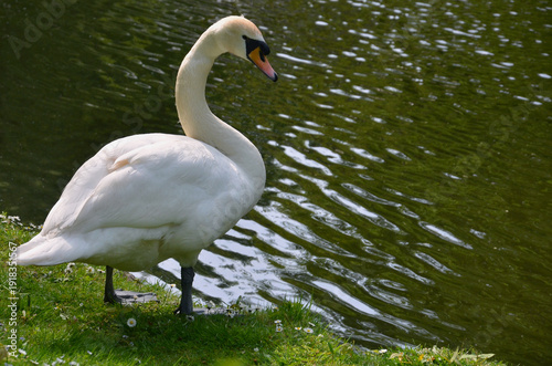 Φωτογραφία White mute swan(cygnus olor) standing on the green grass near the water of the pond