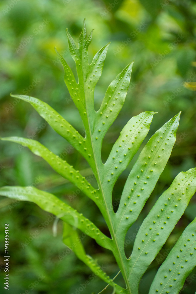 Fototapeta premium Close-up of a vibrant green Monarch fern (Microsorum scolopendria) leaf. Detailed view of the distinctive orange sori (spore sacs) on the underside, set against a lush tropical background
