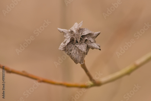 Billede på lærred Macro of tiny brown dried leaves on a twig, selective focus with bokeh backgrou