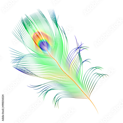 vector colorful peacock feather on white background