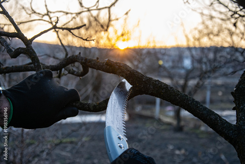 Hand pruning tree branch with saw in garden