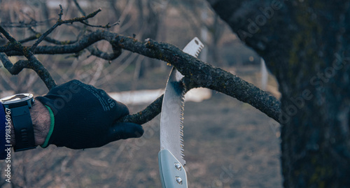 Hand pruning tree branch with saw in garden