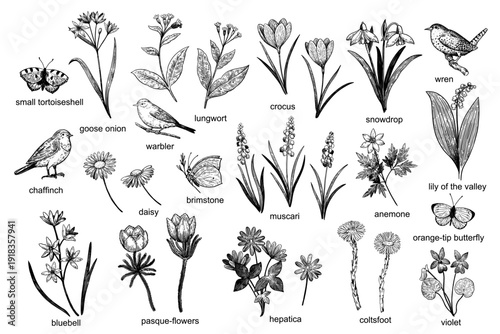 Big set of spring nature design elements: flowers, birds and butterflies. Hand-drawn detailed vector illustration in engraving style.