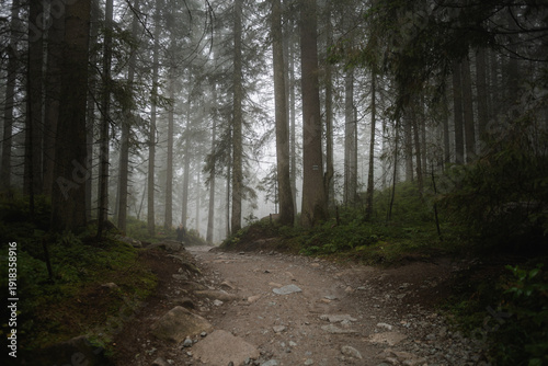 Photos foggy forest
