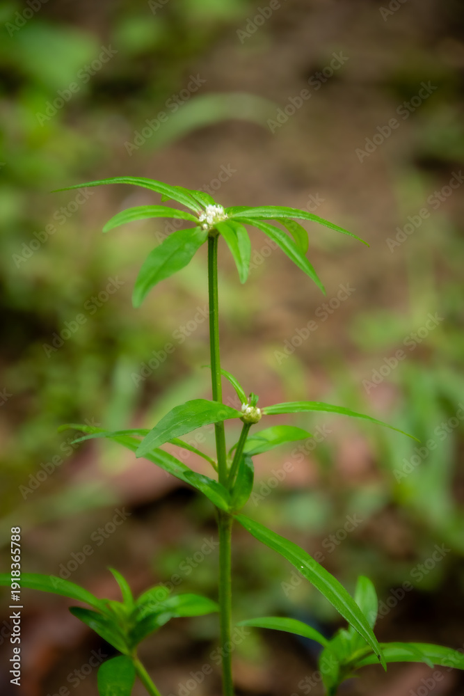 Obraz premium Detailed eye level shot of Spermacoce pusilla displaying its unique star-like leaf whorls. The vibrant green lanceolate foliage frames a central cluster of delicate, small white blossoms.