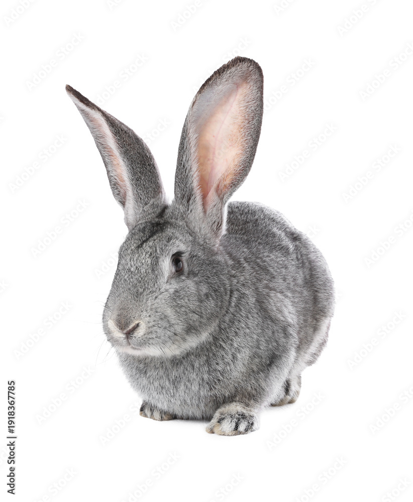 Obraz premium Cute fluffy Easter bunny isolated on white