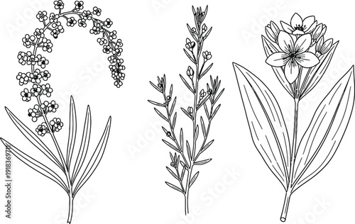 Illustration of three stylized wheat or oat plants in black and white