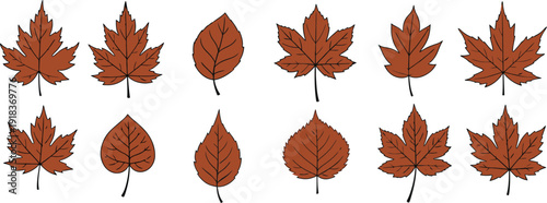Collection of twelve brown maple leaves on white background