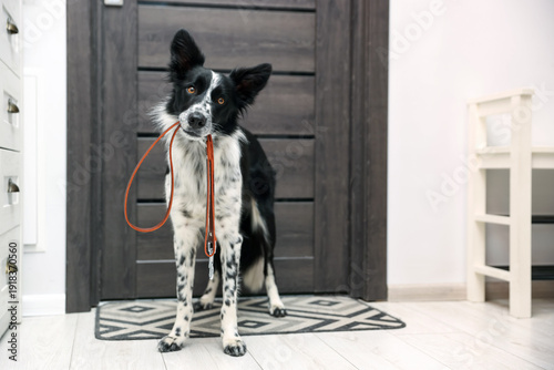 Foto Cute Border Collie dog holding leash in mouth near door indoors, space for text